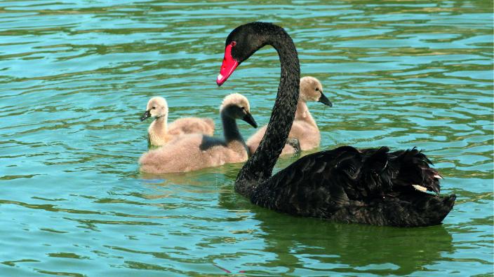 Black swan and babies in the water 